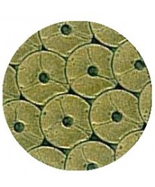 Termoadesivo Spangle